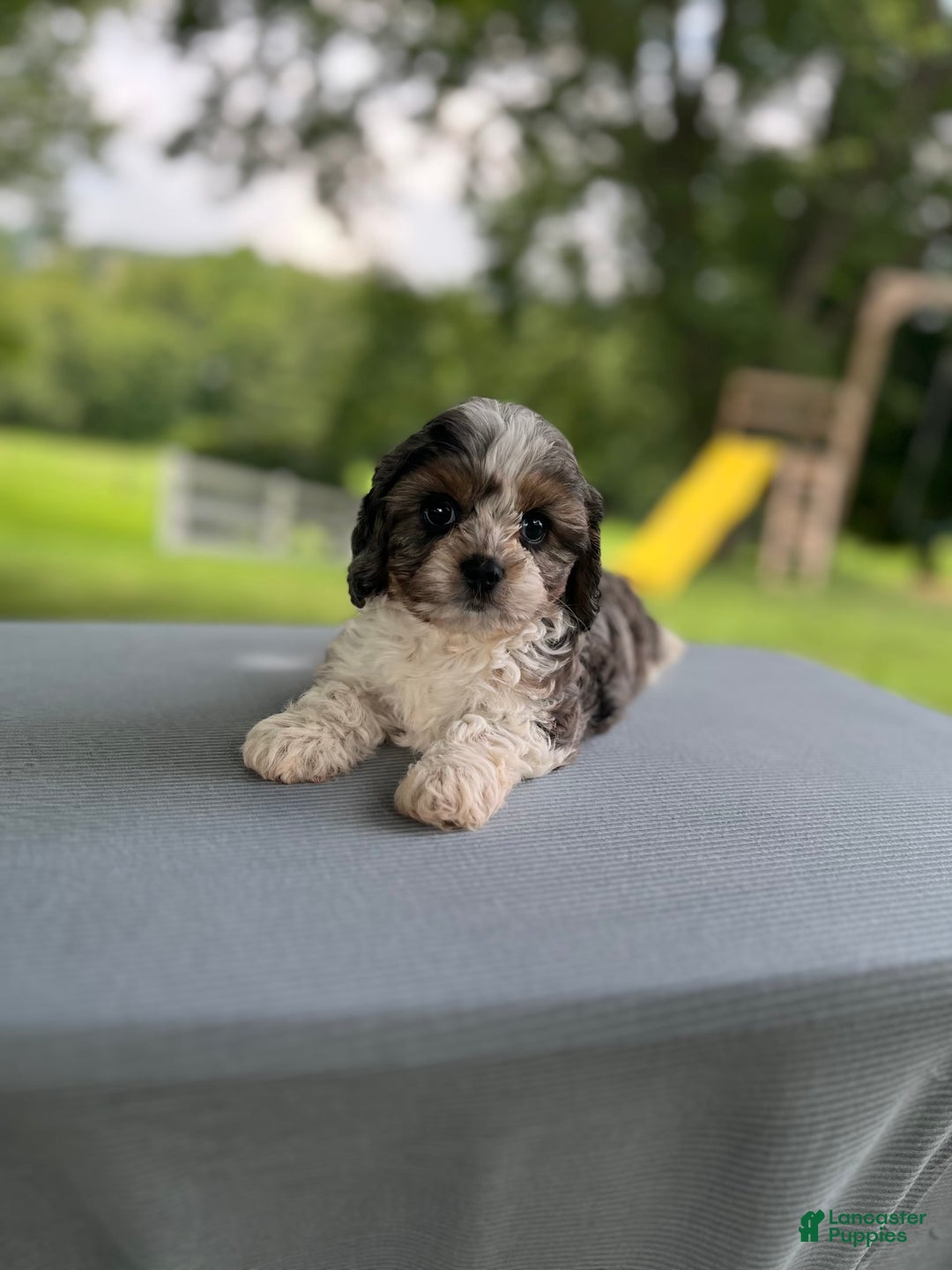 Cavapoo dogs for sale: Daisy - Image 10