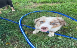 Australian Shepherd dogs for sale: Cash - Image 13