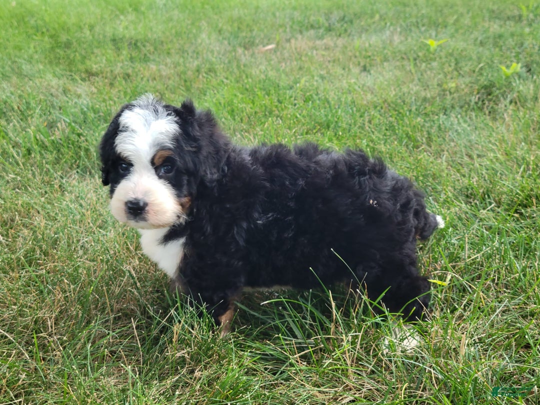 Mini Bernedoodle dogs for sale: Scout - Image 3
