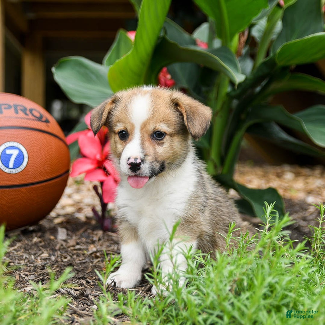 Welsh Corgi Pembroke dogs for sale: Cash - Image 3