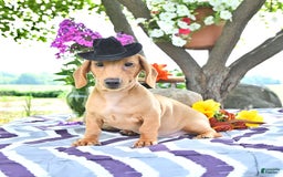 Miniature Dachshund dogs for sale: Twinkle - Image 6