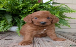 Mini Goldendoodle dogs for sale: Mini-wendy - Image 6