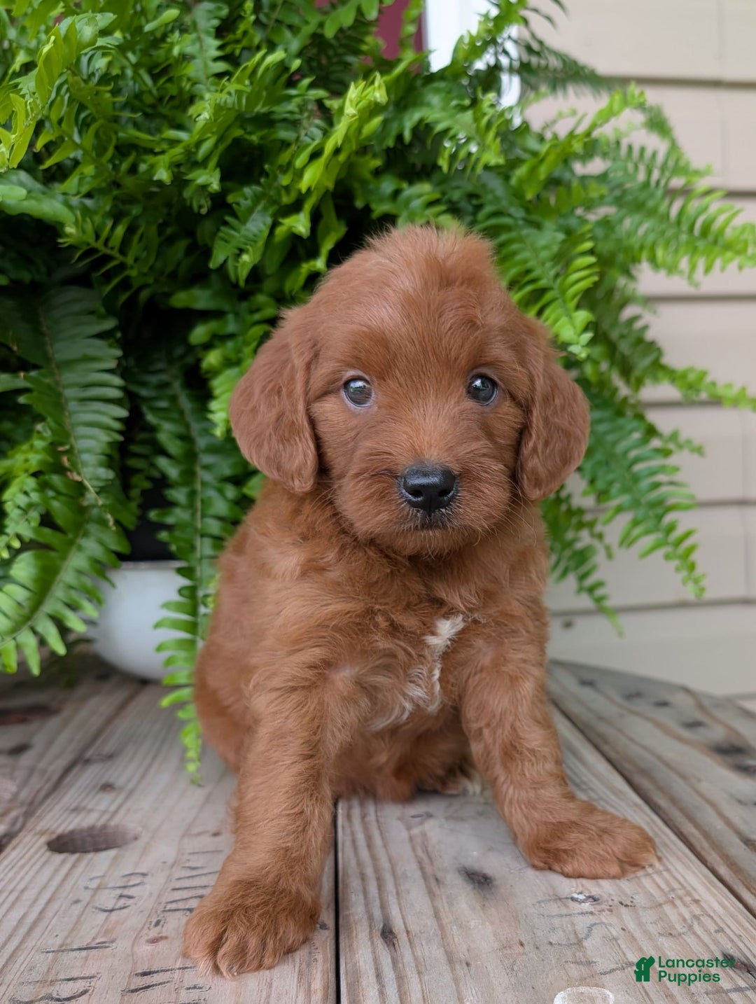 Mini Goldendoodle dogs for sale: Mini-wendy - Image 6