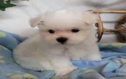 Maltese dogs for sale: Alex - Image 2