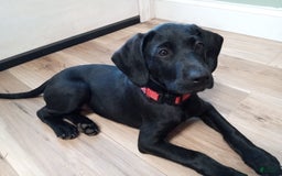 Labrador Retriever dogs for sale: Ruby - Image 4