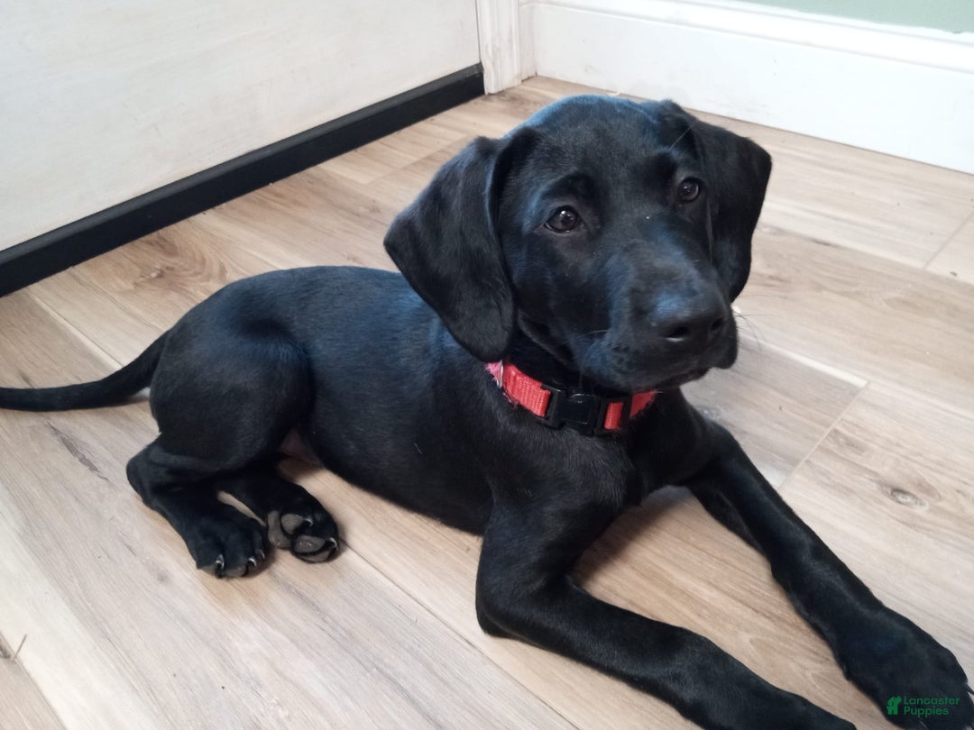 Labrador Retriever dogs for sale: Ruby - Image 4