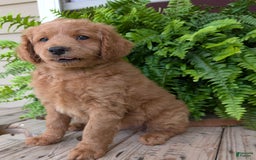 Goldendoodle dogs for sale: Reed - Image 37