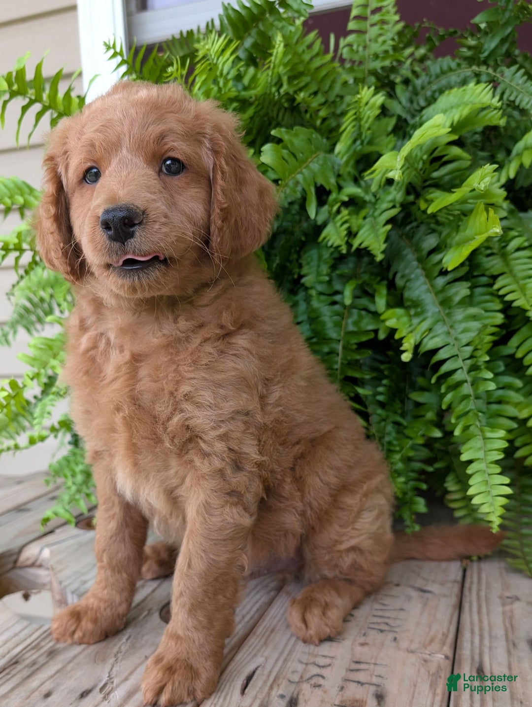Goldendoodle dogs for sale: Reed - Image 37