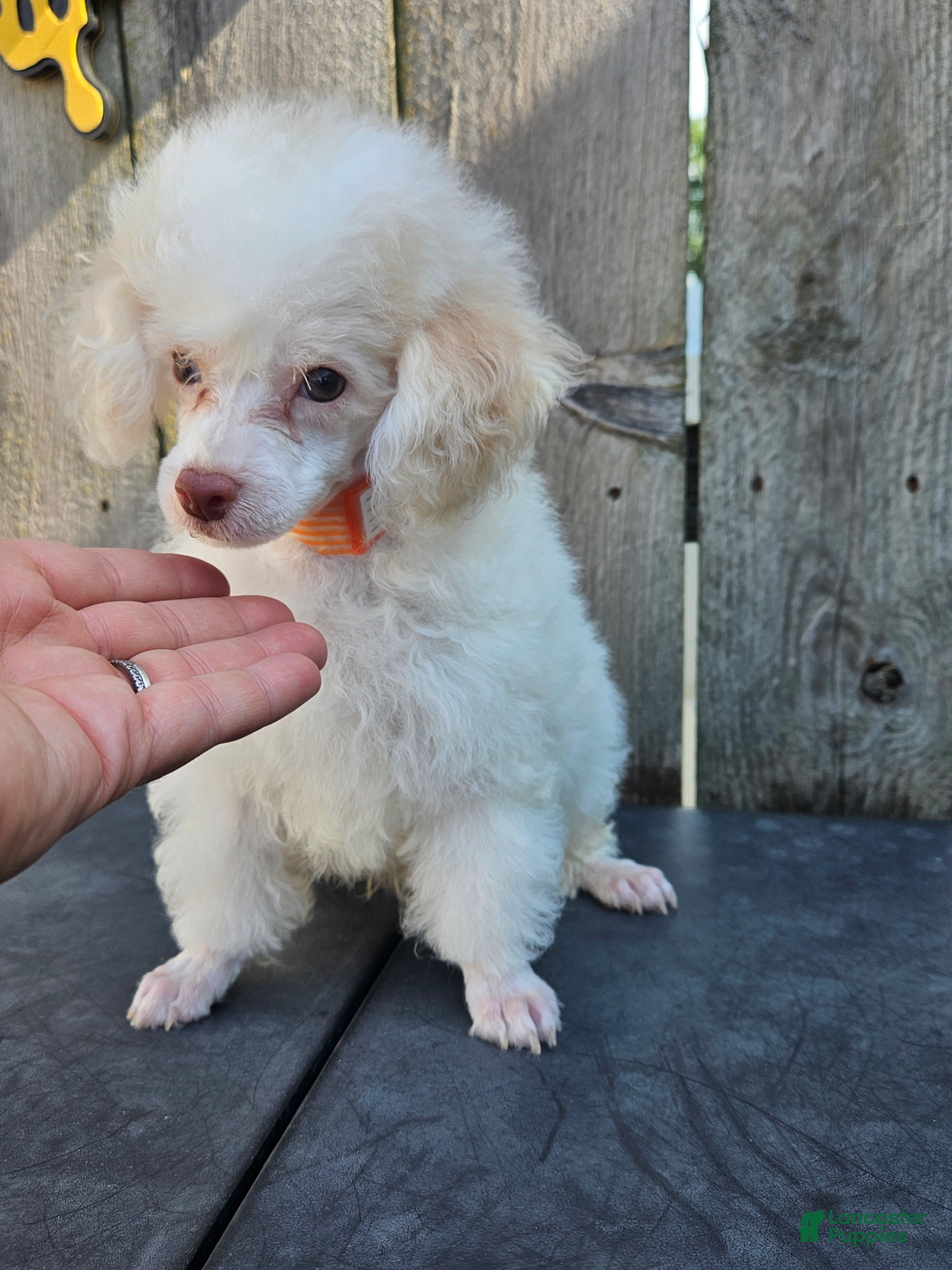 Toy Poodle dogs for sale: Patches - Image 1