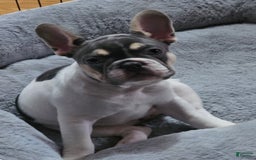 French Bulldog dogs for sale: Luna - Image 3