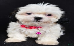 Shih Tzu dogs for sale: Tammy - Image 3