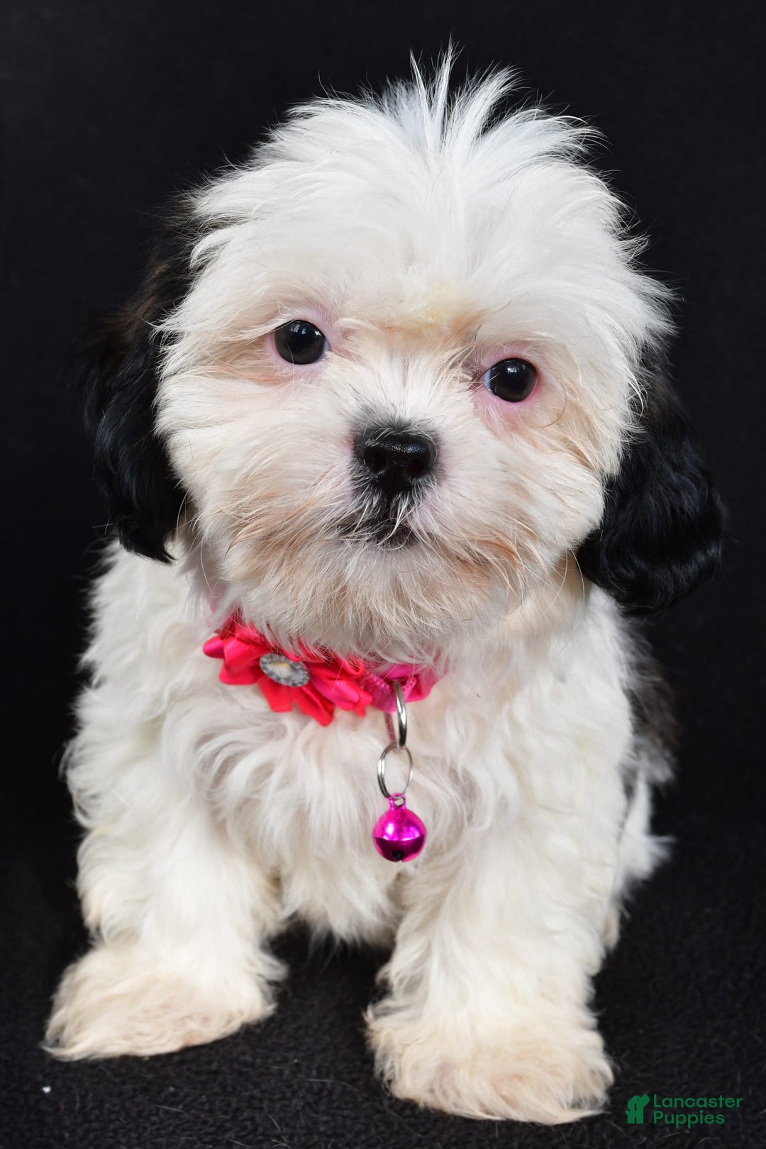 Shih Tzu dogs for sale: Tammy - Image 3