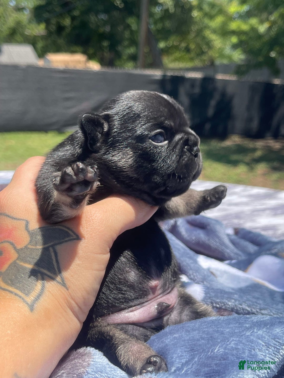 French Bulldog dogs for sale: French Bulldog 4 puppies - Image 9