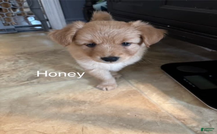 Miniature Poodle dogs for sale - Ad 2