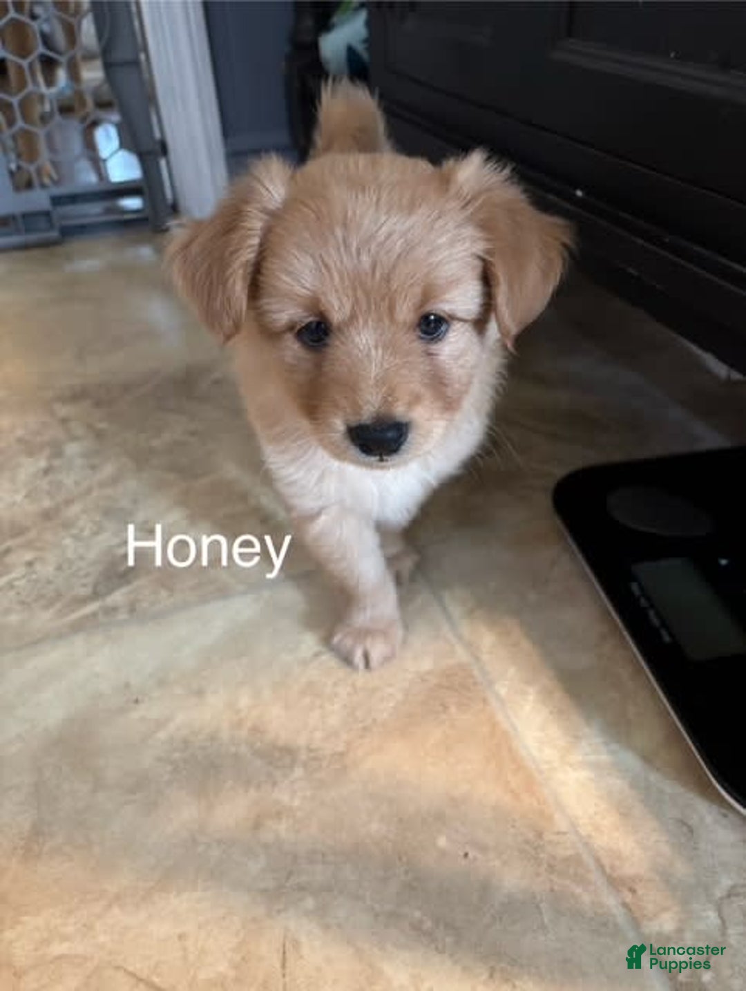 Miniature Poodle dogs for sale: Honey - Image 1