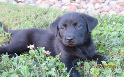 Labrador Retriever dogs for sale: Hunter - Image 19