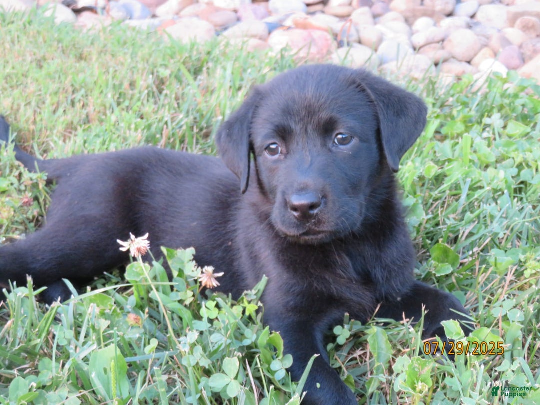 Labrador Retriever dogs for sale: Hunter - Image 19