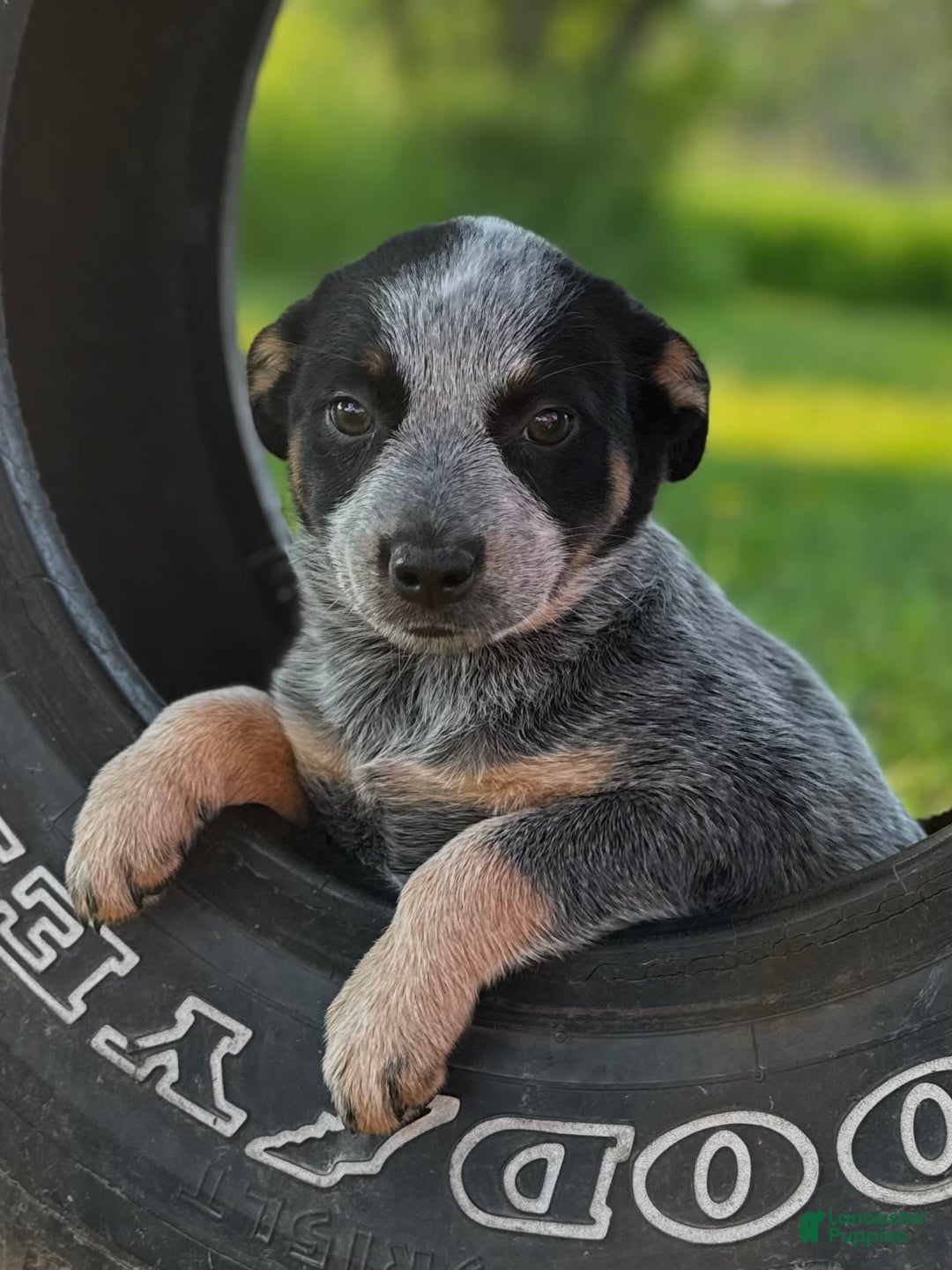 Australian Cattle Dog dogs for sale: Bloom - Image 1