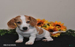 Miniature Dachshund dogs for sale: Oscar - Image 5