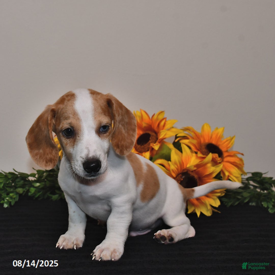 Miniature Dachshund dogs for sale: Oscar - Image 5