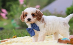 Cavapoo dogs for sale: Ollie - Image 4