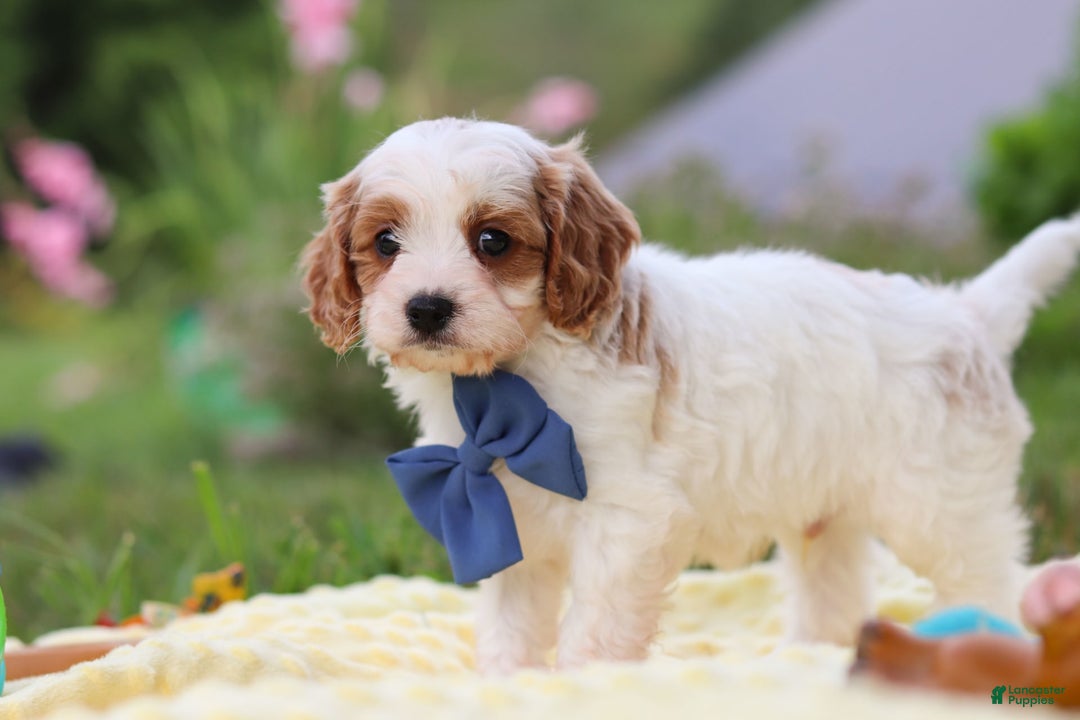 Cavapoo dogs for sale: Ollie - Image 4