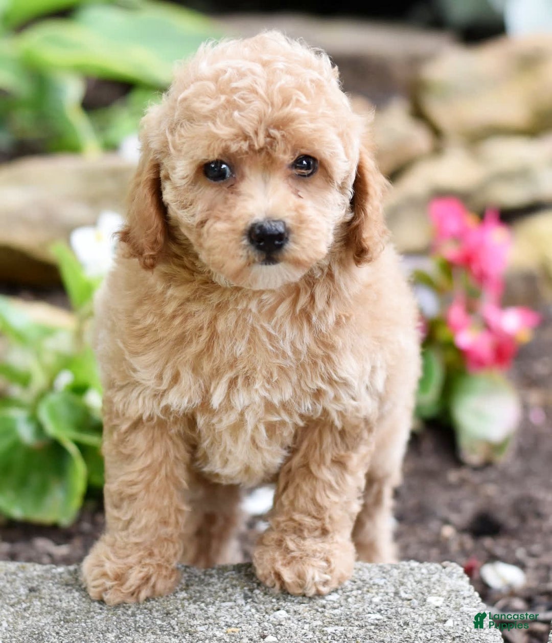 Toy Poodle dogs for sale: Tulip - Image 20