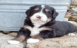 Mini Bernedoodle dogs for sale: Shiloh - Image 25