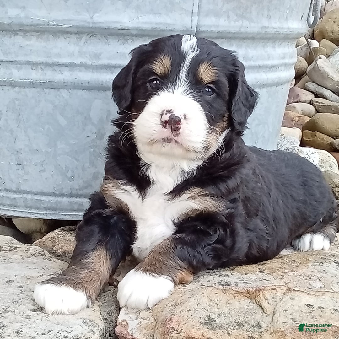 Mini Bernedoodle dogs for sale: Shiloh - Image 25