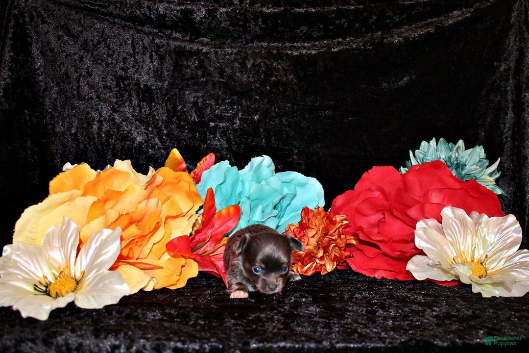 Chihuahua dogs for sale: Yesenia - Image 1