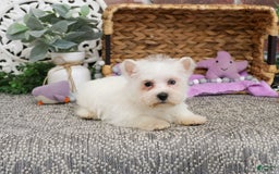 West Highland Terrier dogs for sale: Dominique - Image 2