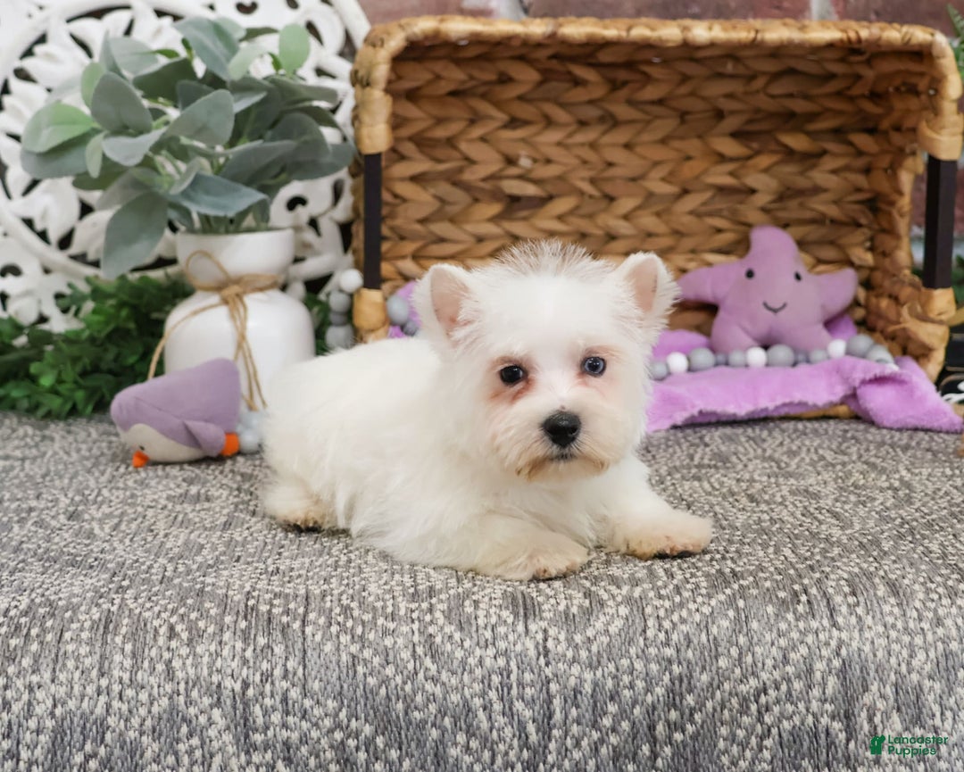West Highland Terrier dogs for sale: Dominique - Image 2