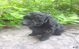 Toy Poodle dogs for sale: Hanna - Image 3