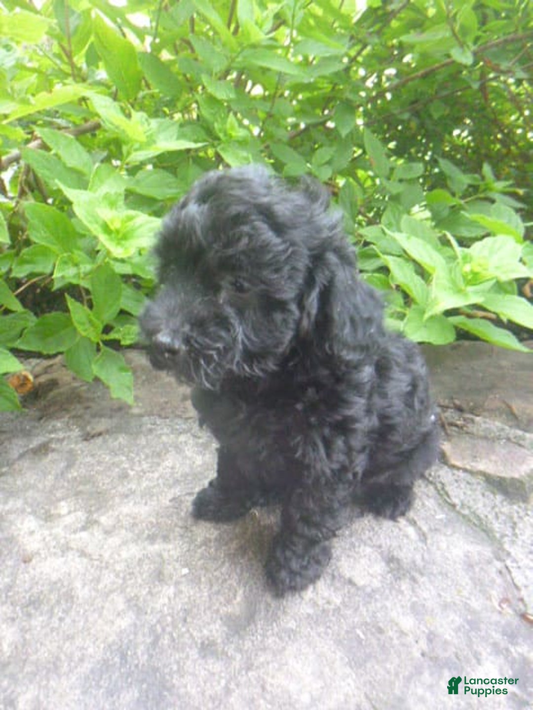 Toy Poodle dogs for sale: Hanna - Image 3