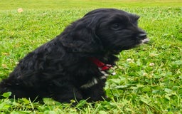 Cavapoo dogs for sale: Miranda - Image 2