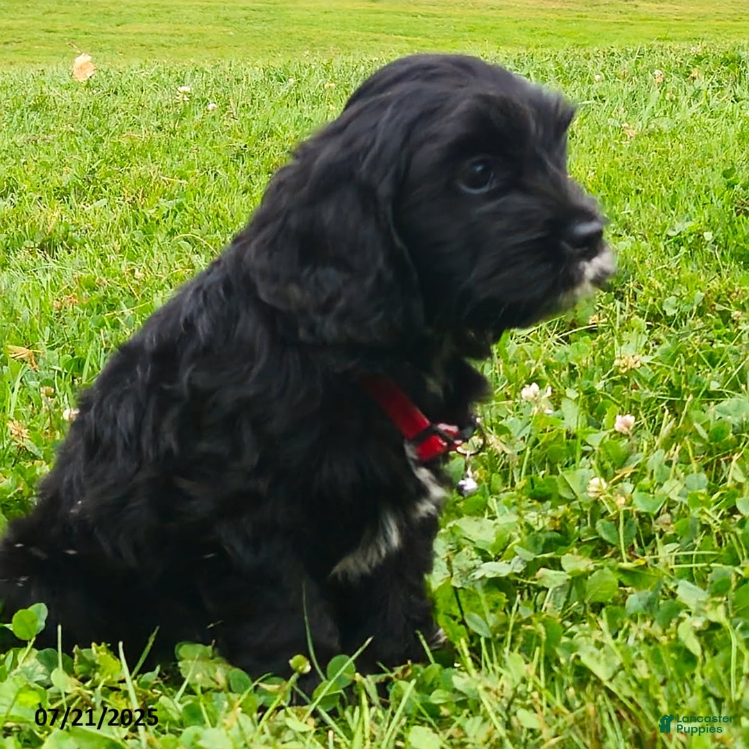 Cavapoo dogs for sale: Miranda - Image 2