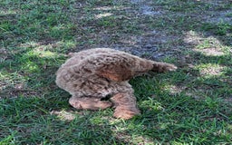 Standard Poodle dogs for sale: George Jefferson - Image 7