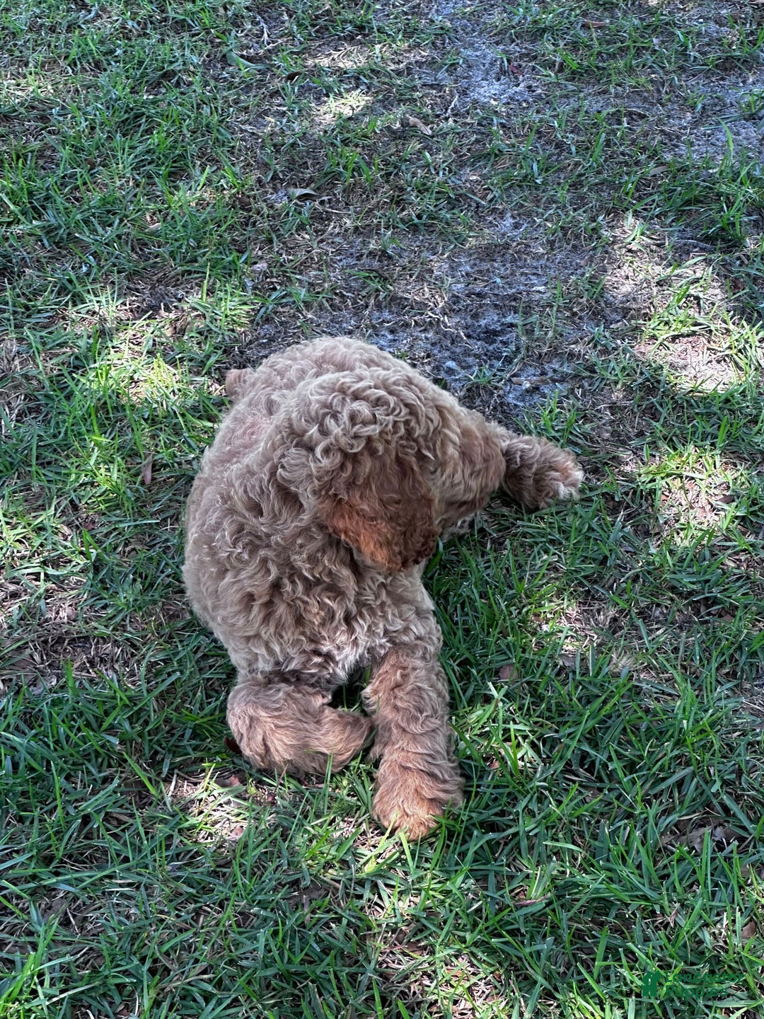 Standard Poodle dogs for sale: George Jefferson - Image 7