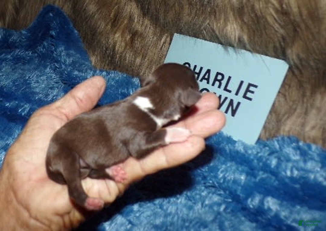 Chihuahua dogs for sale: Charlie Brown - Image 5