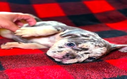 French Bulldog dogs for sale: Sylvia - Image 2