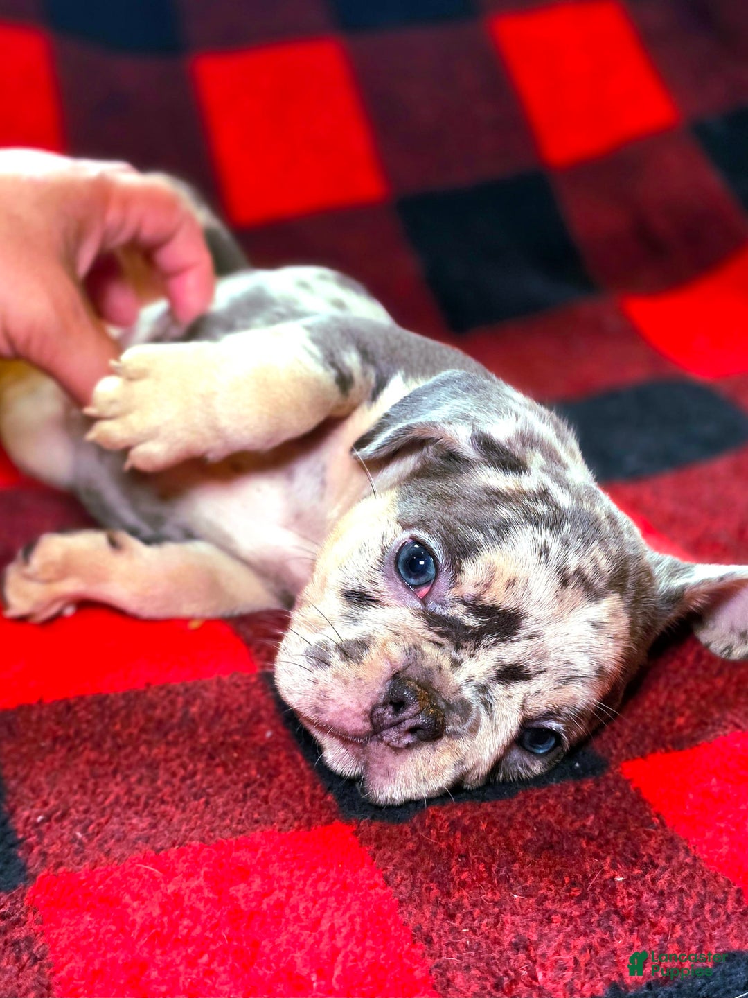 French Bulldog dogs for sale: Sylvia - Image 2