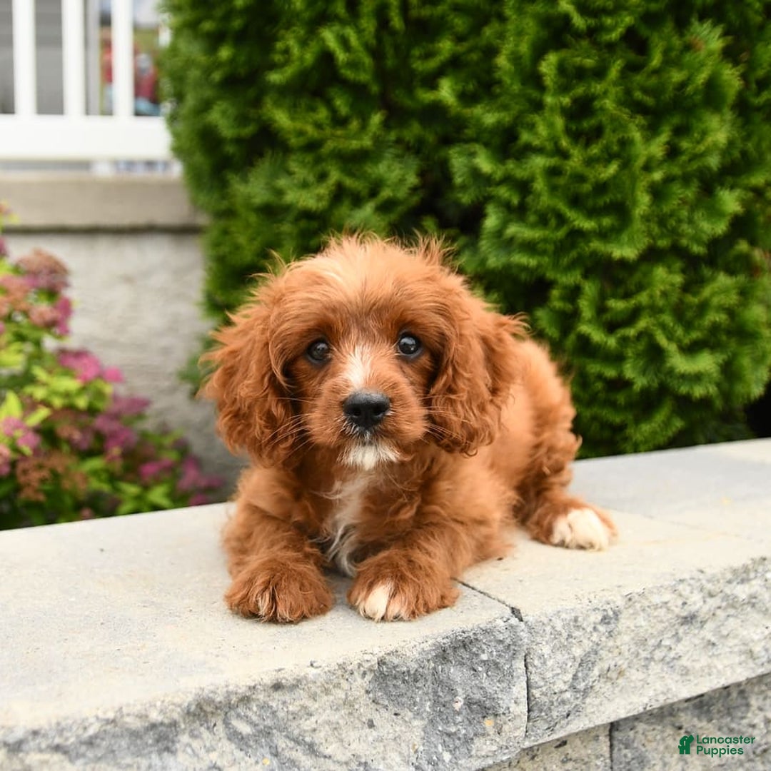 Cavapoo dogs for sale: Miracle - Image 2