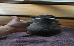 American Bully dogs for sale: Ashley - Image 14