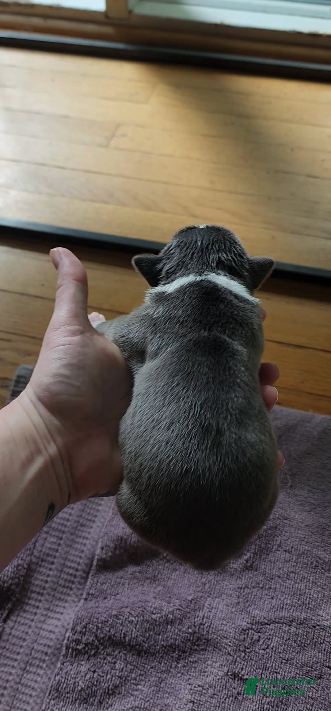 American Bully dogs for sale: Ashley - Image 14