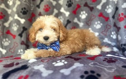 Cavapoo dogs for sale: Boss - Image 4