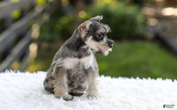 Miniature Schnauzer dogs for sale: Ace - Image 1