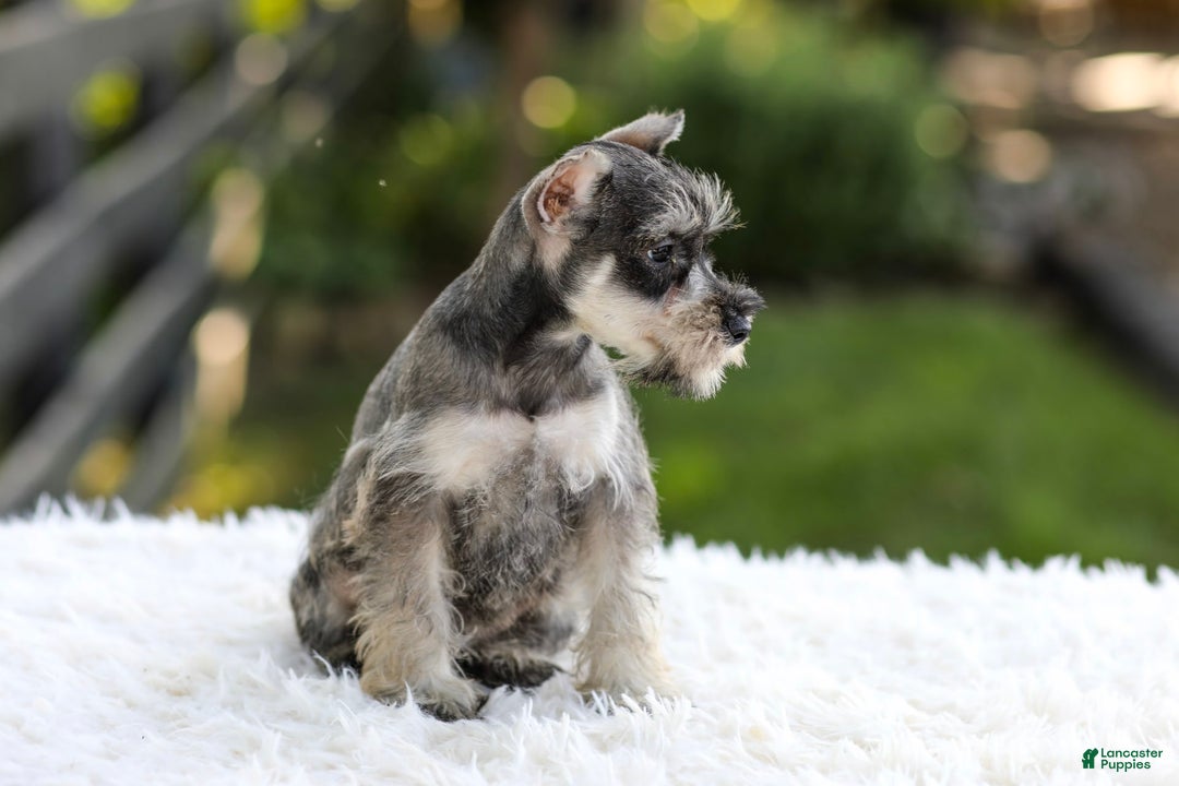 Miniature Schnauzer dogs for sale: Ace - Image 1