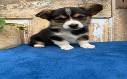 Welsh Corgi Pembroke dogs for sale: Clara - Image 9