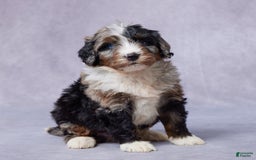 Mini Bernedoodle dogs for sale: Jack - Image 6