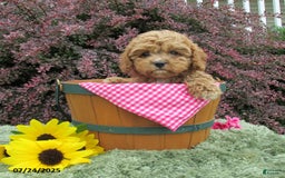 Cavapoo dogs for sale: Princess - Image 18